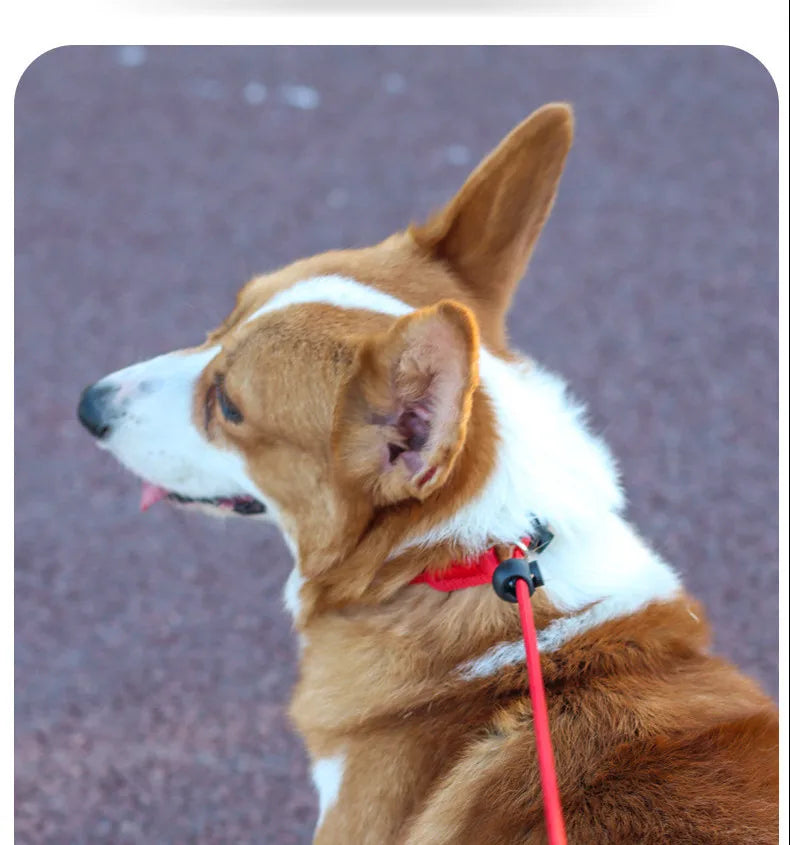 Training Dog Choking Rope Leash 2 in 1 Lead Collar 150cm P-Shaped Chain Slip Lead Control Leash for Small Large Competition Dogs